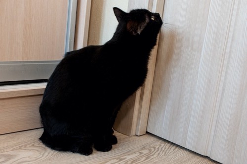 閉まったドアを見つめて座る黒猫