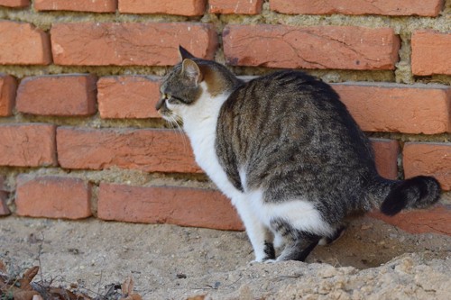 壁の前でうんちをする猫