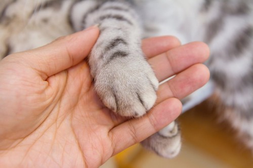 猫の手を触る人の手