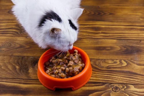 フードボウルに入ったご飯を食べている猫