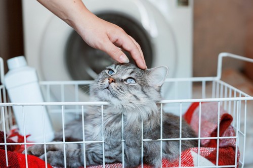 洗濯籠の中にいる猫