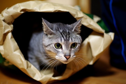 紙袋で遊ぶ猫