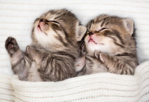 くっついて眠る猫たち