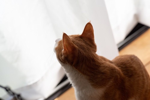 窓辺でカーテンの方を見る猫