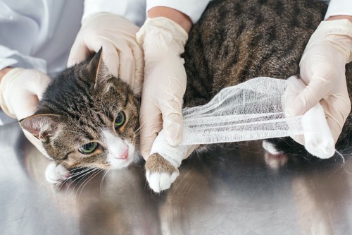 病院で包帯を巻かれる猫