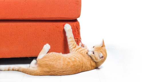 横になってソファで爪とぎしている猫