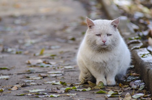 悲しそうな顔の猫