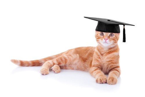 学帽を被る猫