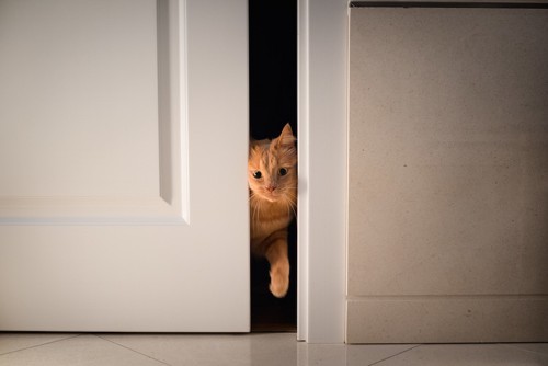 ドアに挟まれている猫
