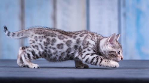 身を低くして歩くシルバーのベンガル猫の子猫