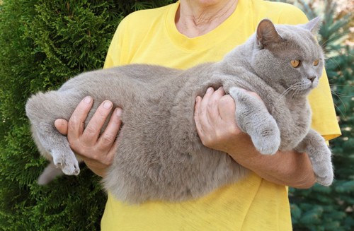 抱かれる肥満気味の猫