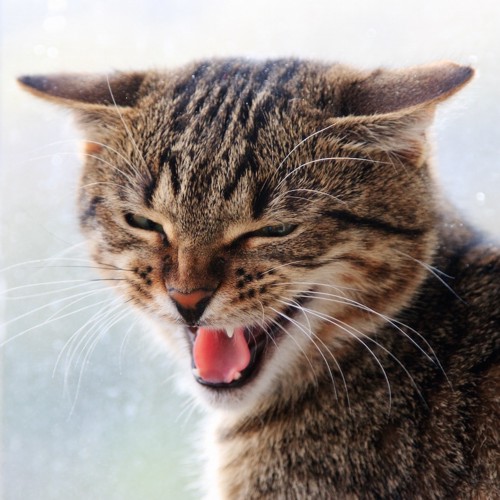 怒って威嚇する猫の顔