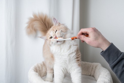 猫に歯ブラシをする人