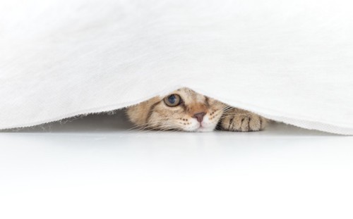 布団の中に隠れて顔をのぞかせる猫