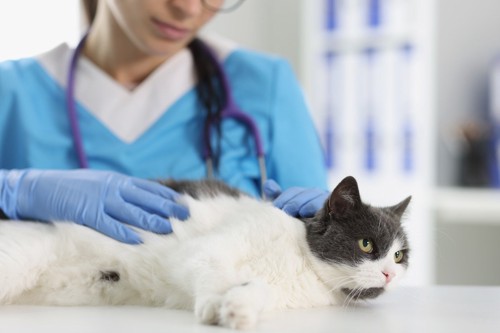 猫に触れる獣医師