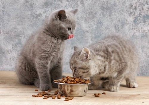キャットフードを散らかしながら食べる2匹の子猫