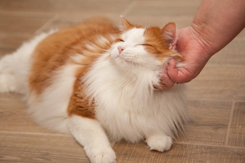 猫の首を撫でる人の手