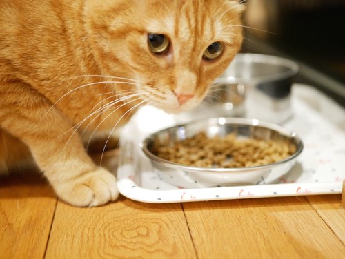 キャットフードを食べようとする猫