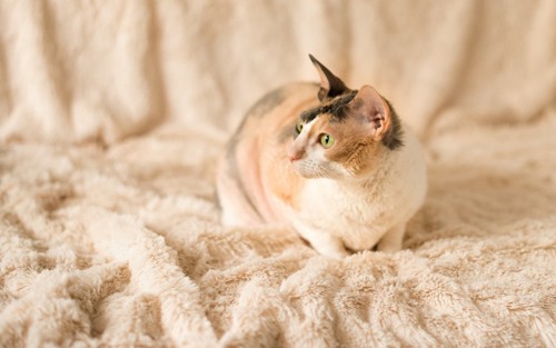 毛布の上に座る三毛猫