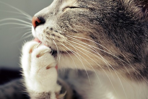 爪を舐める猫