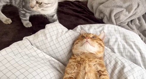 横たわる2匹の猫