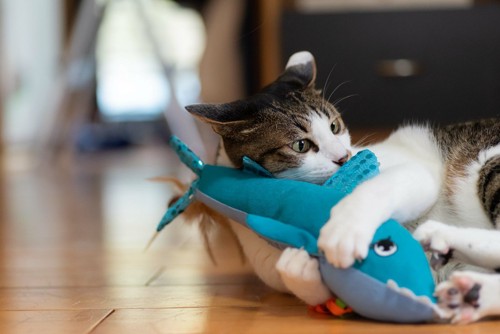 おもちゃに抱きつく猫