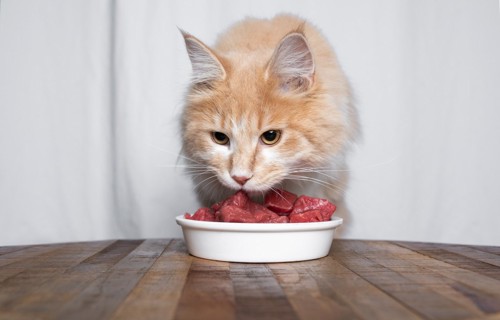 赤身肉を食べる猫