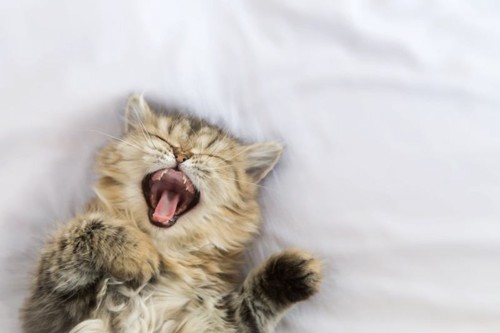 仰向けに寝てあくびをしている子猫
