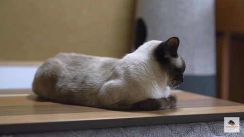 こたつの天板で香箱座りのシャム猫