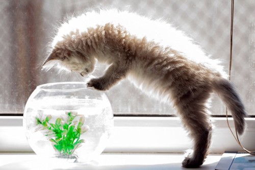 金魚鉢を覗き込む猫