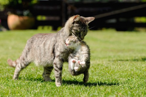子猫を咥えて運ぶ母猫