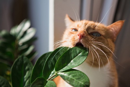 葉っぱを食べようとする猫