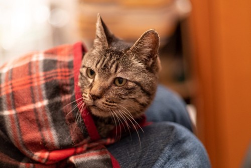 チェックの毛布を被る猫
