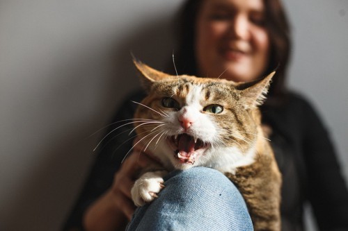 女性の膝の上で怒る猫