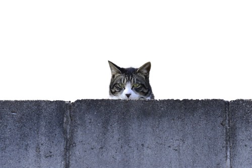 コンクリートの壁からこちらを覗く猫