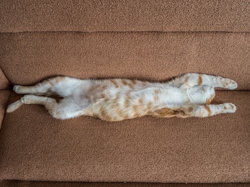 ソファで伸びる猫