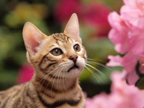 花の匂いをチェックする猫