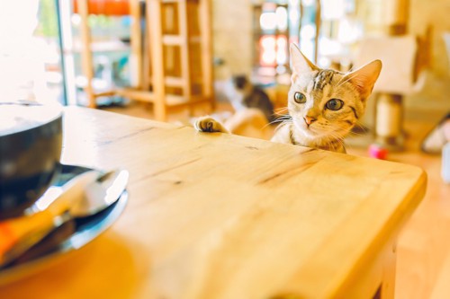 テーブルの上の食べ物を狙う猫