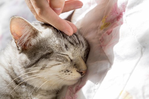 寝ている猫の額を撫でる人の指