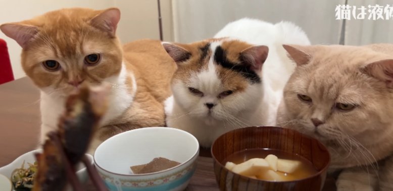 魚を見る3匹猫