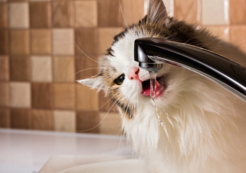 猫用フードと水