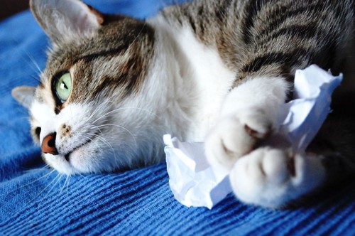 紙で遊ぶ猫