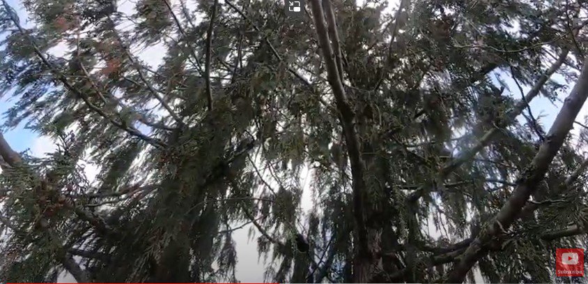 大きな大きな杉の木