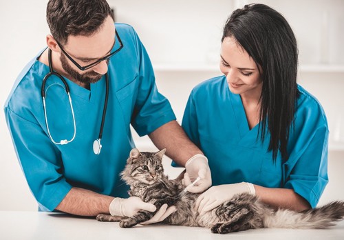 若い獣医師と猫