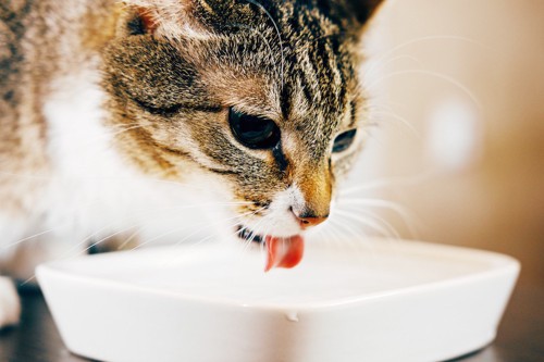 お皿から水を飲む猫