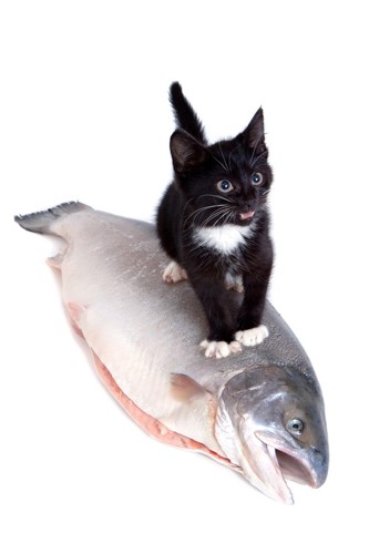 鮭に乗る子猫