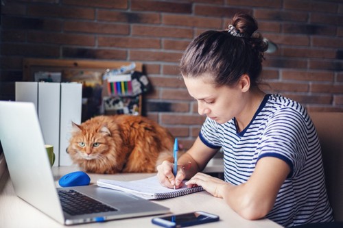 勉強する女性と猫