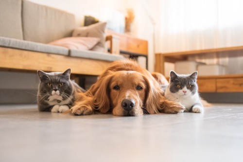 犬と2匹の猫