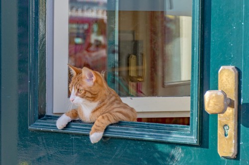 ドアの外を見つめる猫