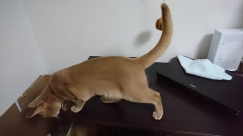 テーブルの上を歩く猫